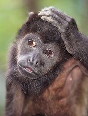 monkey.jpg